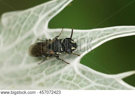 Closeup On A Female Common Masked Bee, Hylaeus Communis Sitting On The Grey Leafs Of Eryngium Gigant
