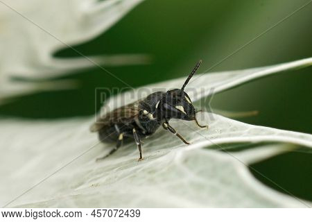 Closeup On A Female Common Masked Bee, Hylaeus Communis Sitting On The Grey Leafs Of Eryngium Gigant