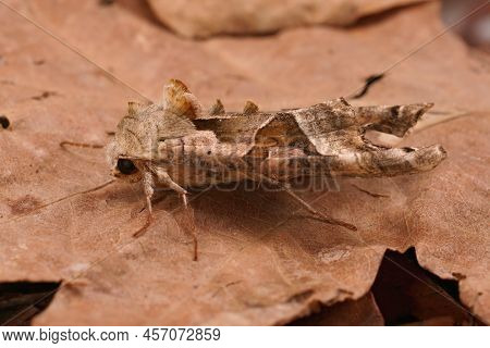 Detailed Closeup On The Angle Shades Moth, Phlogophora Meticulosa Sitting On A Dried Leaf