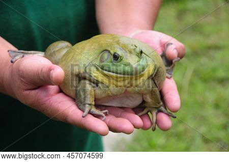 Giant African Bullfrog On Hand. Animal Concept