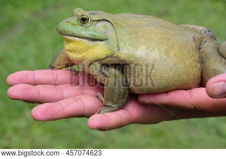 Giant African Bullfrog On Hand. Animal Concept