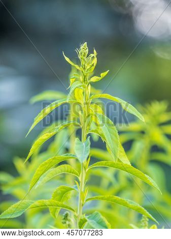 Young Plants With Green Fresh Shoots Of Spiraea Salicifolia, Or Bridewort, Willowleaf Meadowsweet