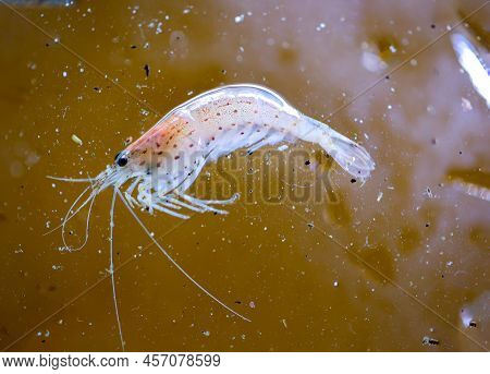 Close Up Of An Amano Shrimp In An Aquarium.