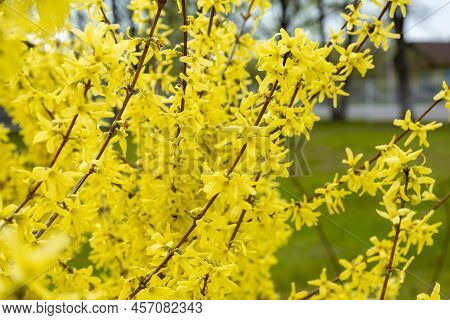 Forsythia Yellow Flowers Blooming In Spring. Blooming Forsythia Bush Close-up. Yellow Bush Blooms In