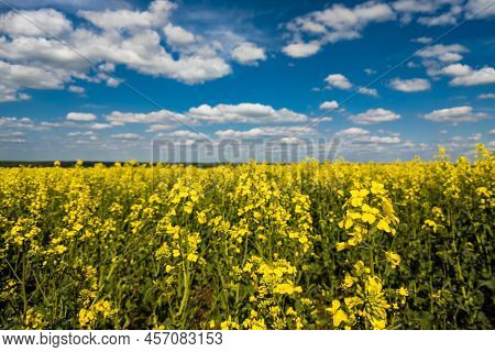 Blooming Yellow Rapseed Canola Field And Blu Sky With White Clouds