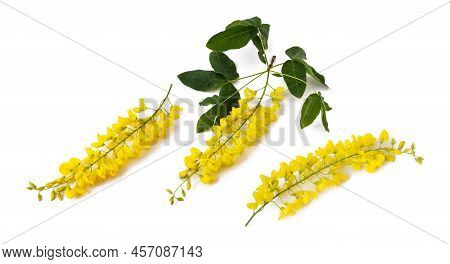 Golden Chain Flowers  Isolated On White Background