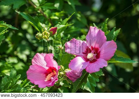 Pink Flowers Of Hibiscus Moscheutos Plant Close-up. Hibiscus Moscheutos, Swamp Hibiscus,