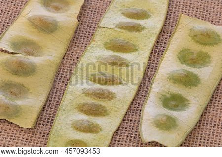 Close Up Shot Of Seed Pods Of A Albizia Lebbeck On A Rustic Fabric Background.