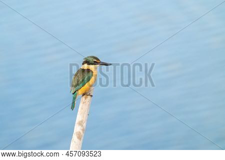 Beautiful New Zealand Or Sacred Kingfisher Portrait