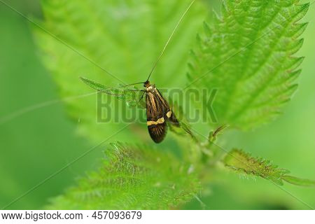 Soft Closeup On The Yellow-barred Longhorn Moth, Nemophora Degeerella, Sitting In The Vegetation