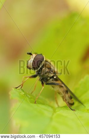 Vertical Detailed Closeup On A Migrant Hoverfly, Eupeodes Corollae, Sitting On A Green Leaf In The G