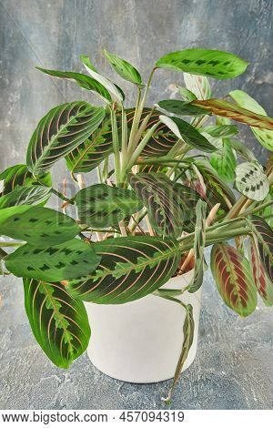 Green Calathea In White Pot On Blue Concrete