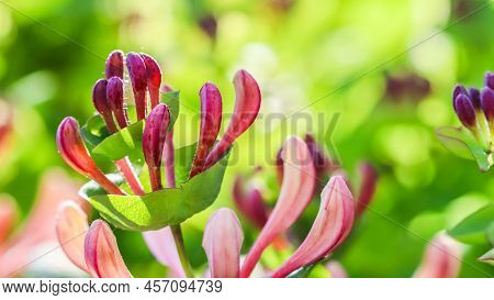 Pink Honeysuckle Buds And Flowers In A Sunny Garden. Lonicera Etrusca Santi Caprifolium,  Woodbine I