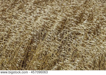 Abstract Nature Background Of Soft Dry Yellow Plants In The Wind