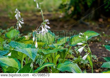 Funkia, Hosta Tratt, Lilac Flower, Golden Hour