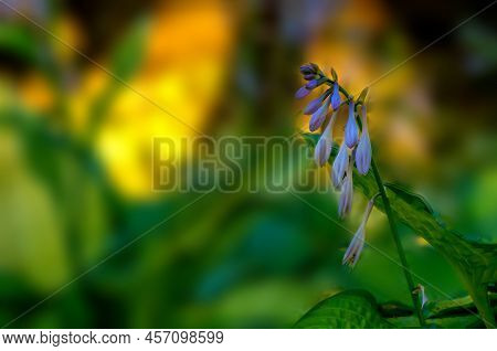 Funkia, Hosta Tratt, Lilac Flower, Golden Hour