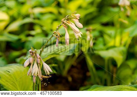 Funkia, Hosta Tratt, Lilac Flower, Golden Hour