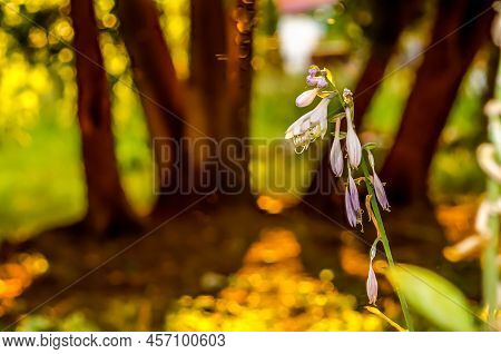 Funkia, Hosta Tratt, Lilac Flower, Golden Hour