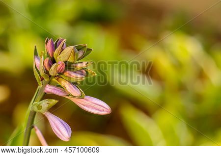 Funkia, Hosta Tratt, Lilac Flower, Golden Hour