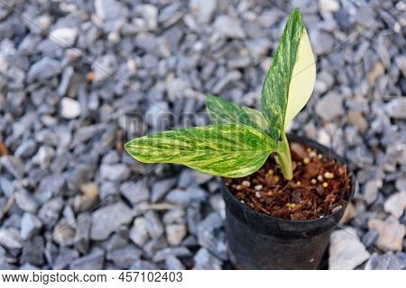 Monstera Standleyana Aurea Variegated In The Pot
