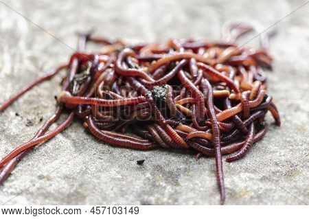 Breeding Red Worms Dendrobena. Fertile Soil. Natural Soil Improvement. Fishing Worms