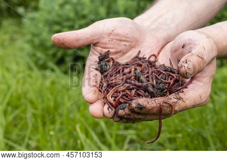 Breeding Red Worms Dendrobena. Fertile Soil. Natural Soil Improvement. Fishing Worms. Worms In The H