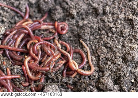 Breeding Red Worms Dendrobena. Fertile Soil. Natural Soil Improvement. Fishing Worms