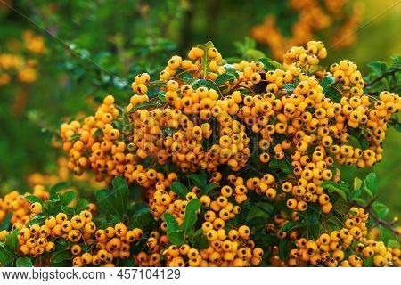 Pyracantha Coccinea Decorative Thorny Evergreen Shrub With Many Beautiful Yellow Fruits And Green Le