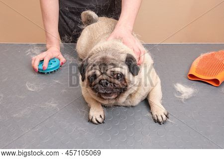 A Pug Lying On A Grooming Table During The Molting Procedure. The Concept Of Seasonal Molting Of Pet