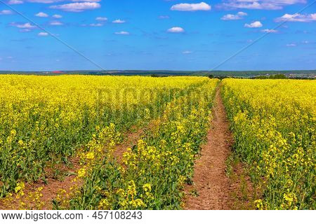 Blooming Yellow Rapseed Canola Field With Tractor Gauge And Blue Sky With White Clouds, Focus Stacki
