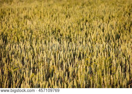 Golden Ripe Wheat Field World Famine. Agriculture
