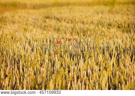 Full Of Golden Ripened Wheat With Red Poppies World Famine. Agriculture