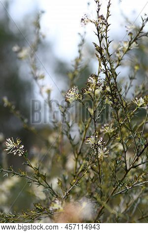 White Cream Flowers Of The Australian Native Spider Flower Grevillea Acrobotrya, Family Proteaceae. 