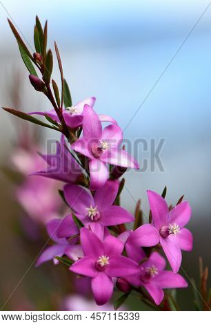 Vibrant Pink Star Shaped Flowers Of The Australian Native Waxflower Crowea Exalata, Family Rutaceae.
