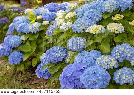 Blue Hydrangea Macrophylla Flowers And Yellow Buds. Spectacular Hortensia Flowering Plant.