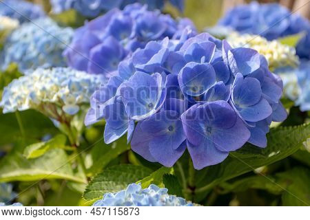 Blue Hydrangea Macrophylla Flower Head Closeup. Hortensia Flowering Plant.