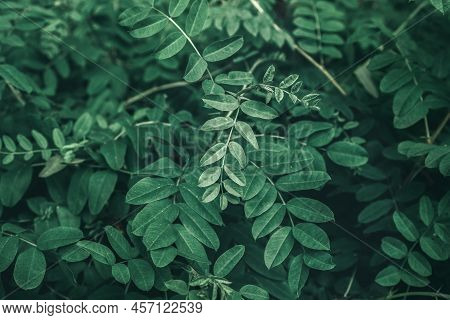 Abstract Green Leaves Of Rose Hip Background. Natural Dog-rose Textured Foliage. Dark Toned Canker R