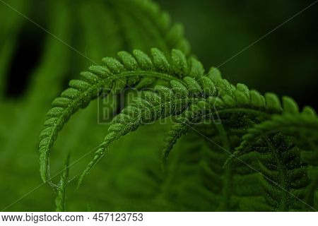 Macro Photo Of Green Fern Petals. The Fern Bloomed. Fern On A Background Of Green Plants