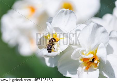A Bee Collects Nectar From A Large White Erlicheer Daffodil Flower. White Flowers Of Beautiful Daffo
