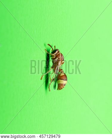 Side View Of A Brown Paper Wasp Sits On A Green Wall Stock Photo