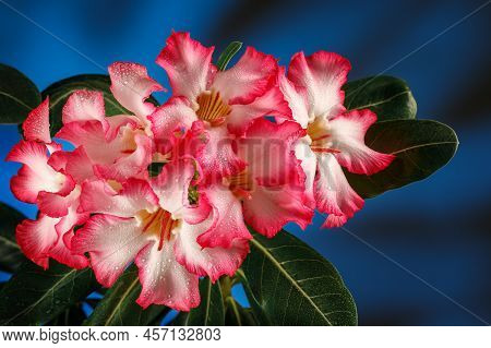 Adenium Or Desert Rose Flower Is Medicinal Herbs. (impala Lily, Mock Azalea, Pink Adenium). Blue Bac