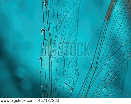 Dragonfly Wing With Drops Of Water Close-up On A Blue Background. Natural Background. Macro