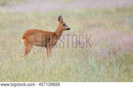 Roe Deer, Capreolus Capreolus, Fawn Looking Sideways On Ameadow