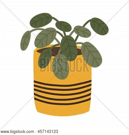 Botanical Decorative Leafy Plant Maranta In Scandinavian Pot In Boho Style. Vector Illustration.