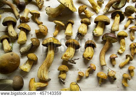 Forest Edible Mushroom Top View. Xerocomus Subtomentosus On Rustic Table.