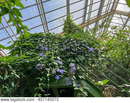 Beautiful Blooming Morning Glory Plants In Greenhouse On Sunny Day