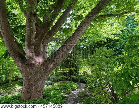 Beautiful Big Tree With Green Leaves And Other Plants In Park