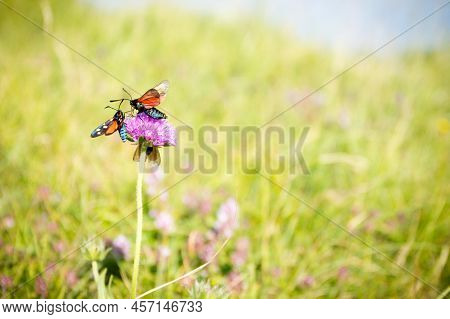 Scarlet Tiger Moth On Clover Flower Close Up.