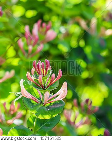 Pink Honeysuckle Buds And Flowers In A Sunny Garden. Lonicera Etrusca Santi Caprifolium,  Woodbine I