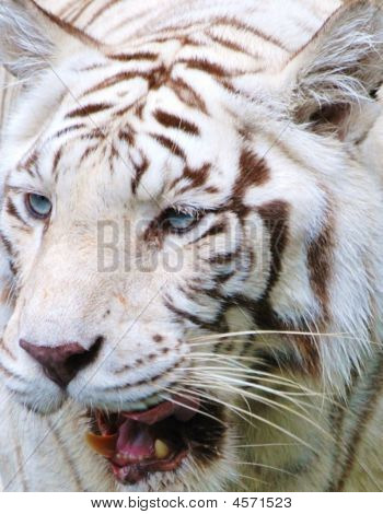 Tiger kasvot